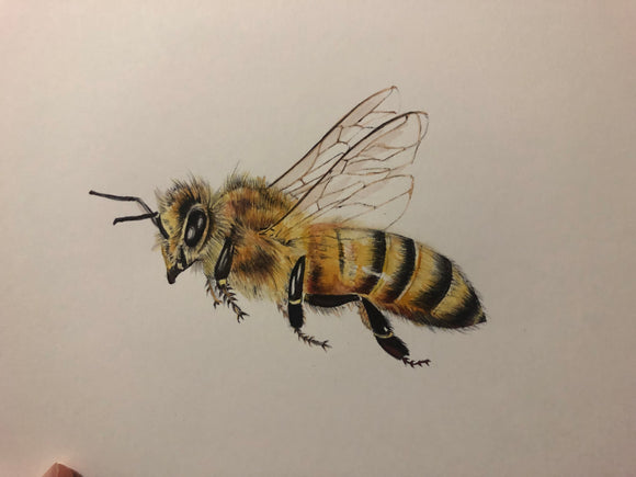 Original Art by Amy Grigg
