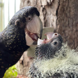 Feathered friends fundraiser! Fairy Brookes Collection- one stroke Hazel Wings 30g