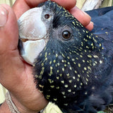 Feathered friends fundraiser! Fairy Brookes Collection- one stroke Hazel Wings 30g