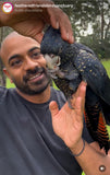 Feathered friends fundraiser! Fairy Brookes Collection- one stroke Hazel Wings 30g